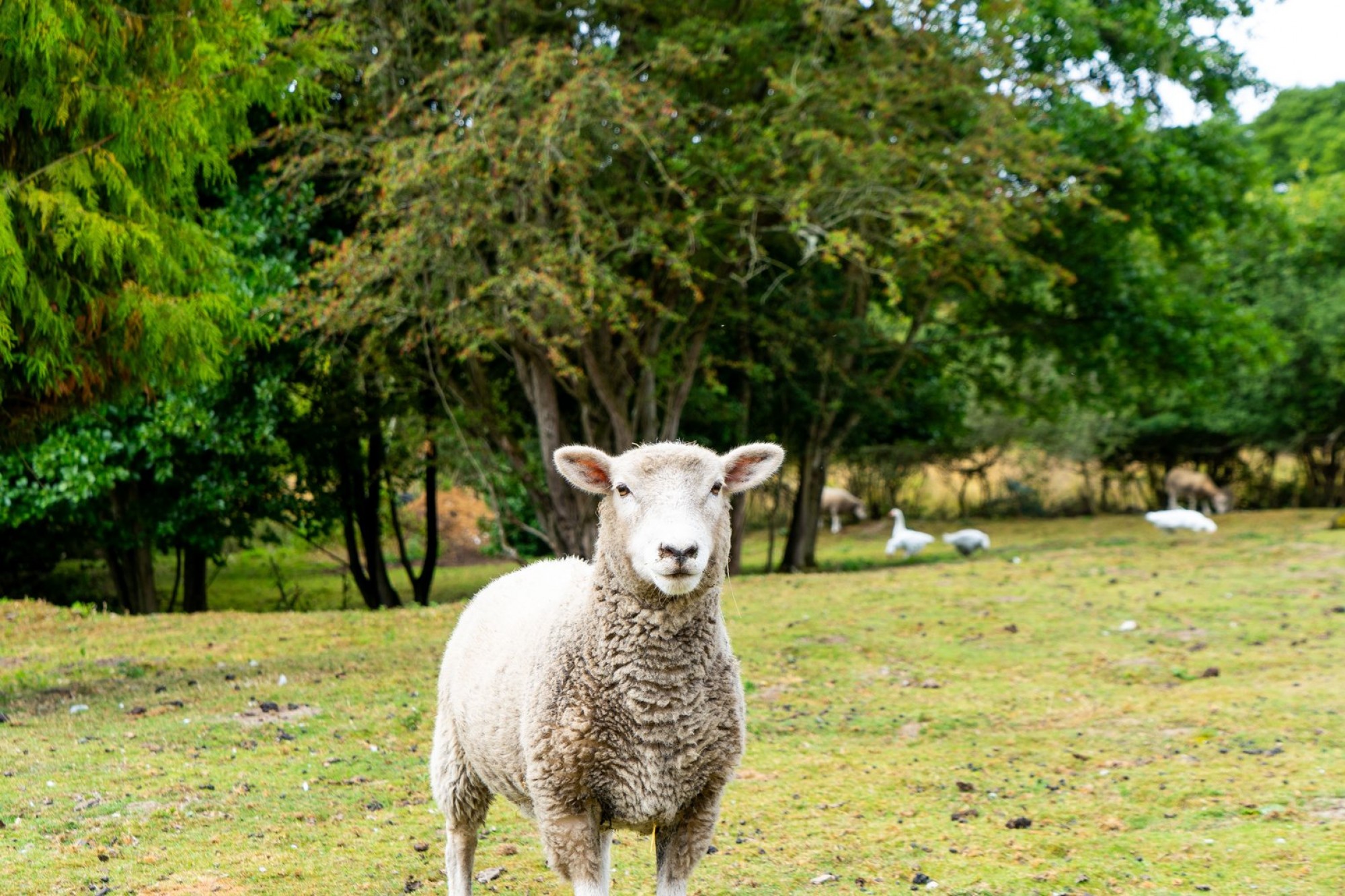 Images for Llandegley, Llandrindod Wells, Powys