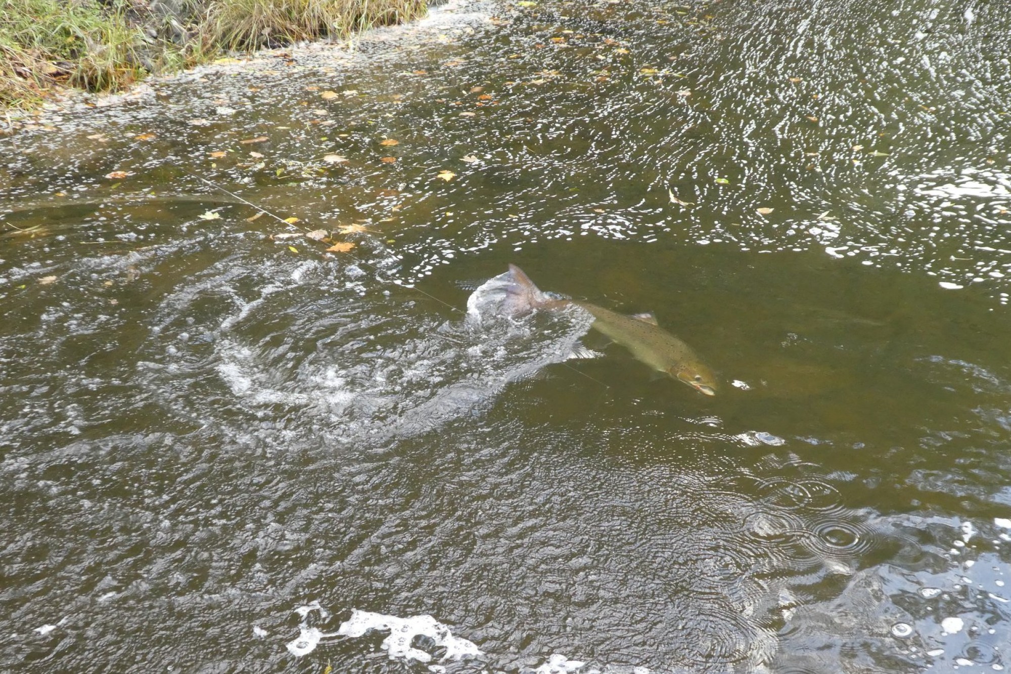 Images for Erwood, Builth Wells, Powys