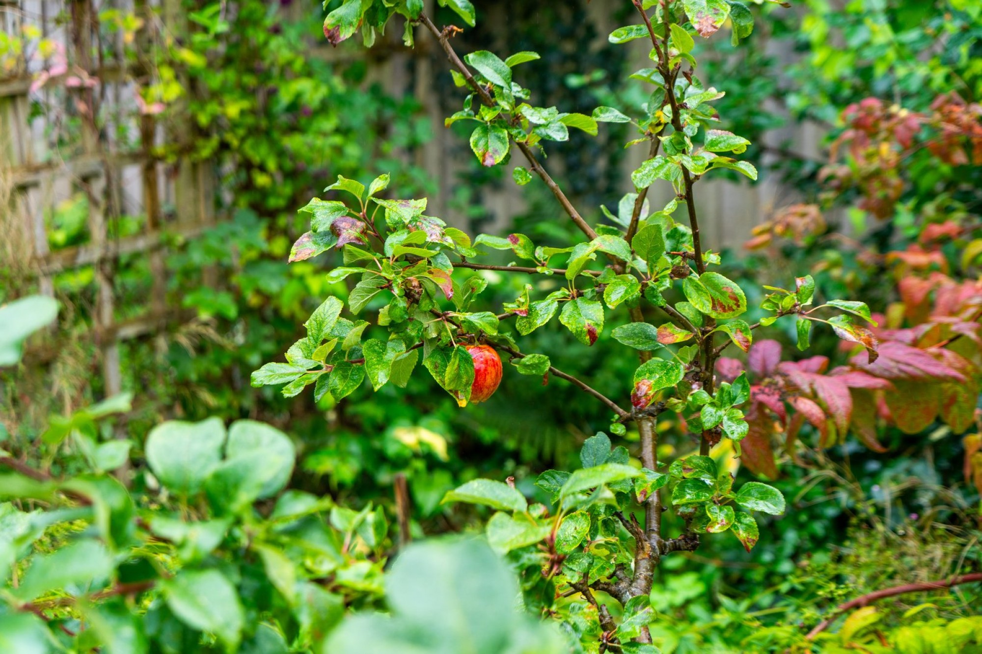 Images for Newry Road, Builth Wells, Powys