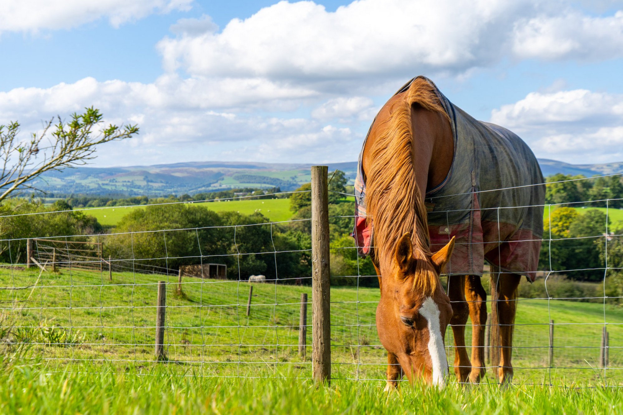 Images for Disserth, Builth Wells, Powys