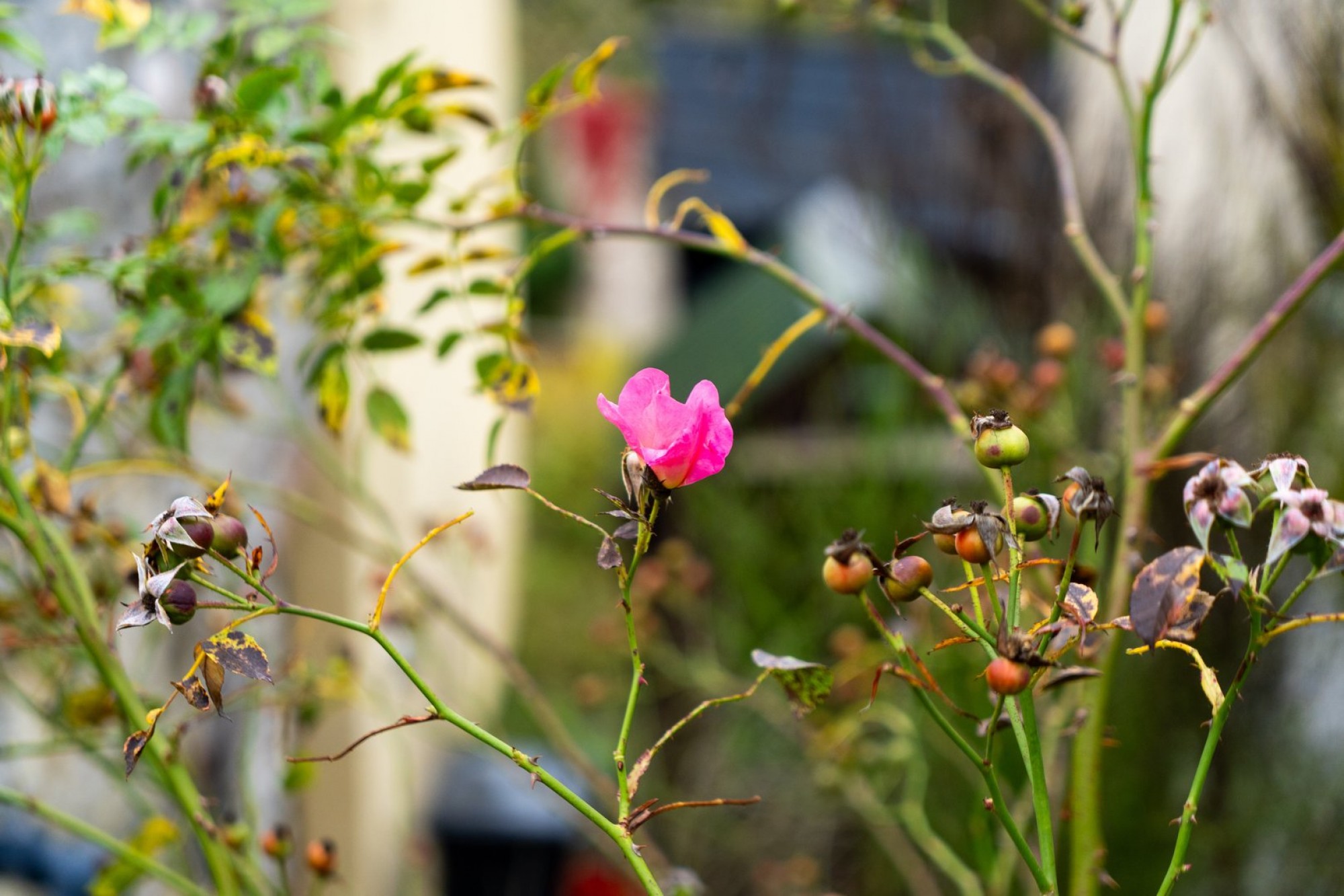 Images for Erwood, Builth Wells, Powys