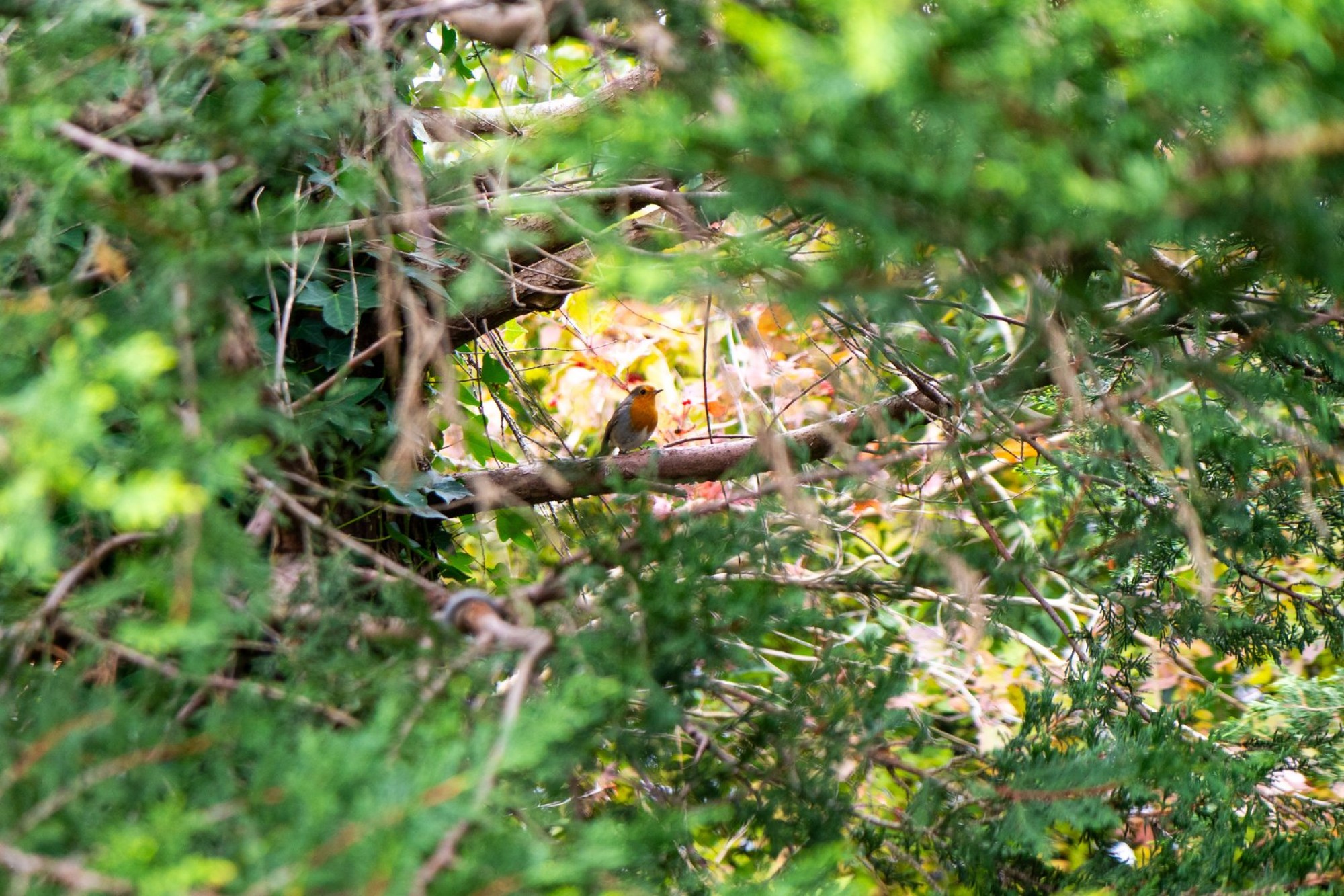 Images for Erwood, Builth Wells, Powys