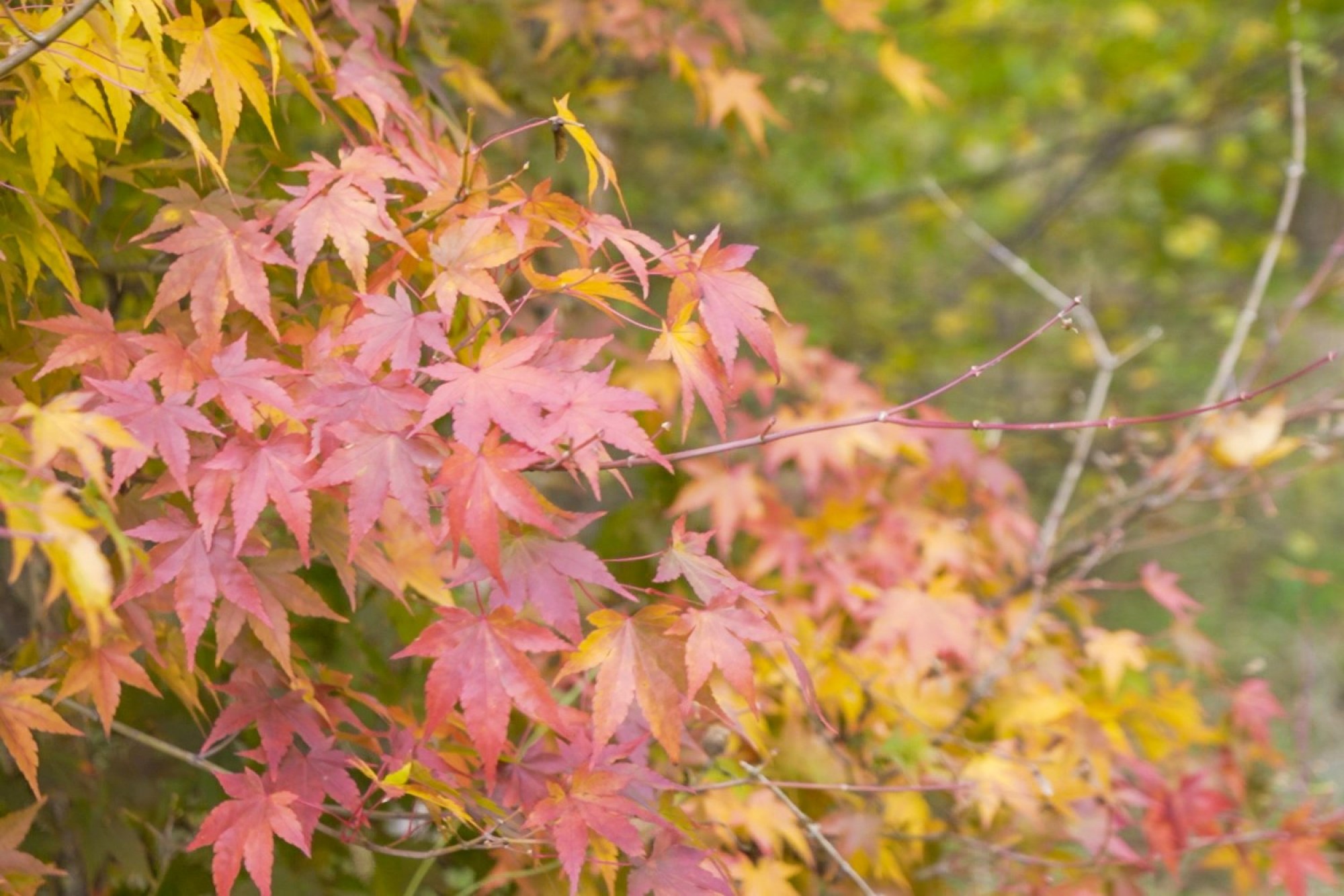 Images for Builth Road, Builth Wells, Powys