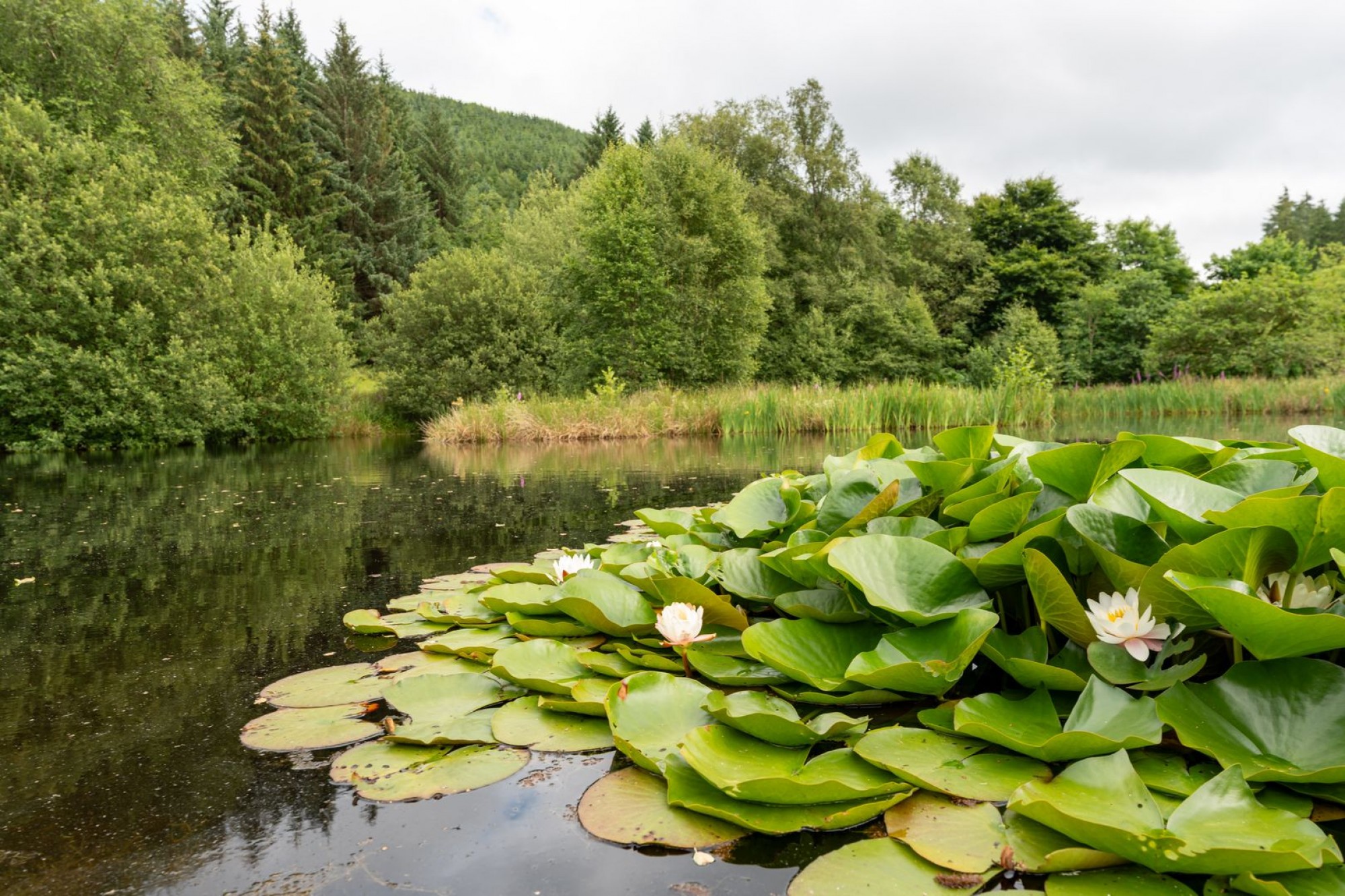 Images for Abergwesyn, Llanwrtyd Wells, Powys